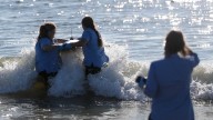 Tybee says goodbye as sea turtle Westie is released into the ocean