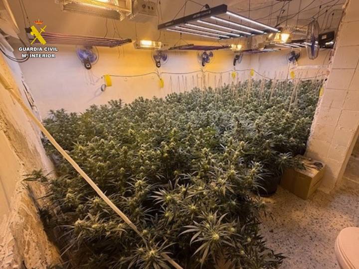 Arrestados un fugitivo por cultivo de droga en un piso de Villena y el hombre que le dio cobijo