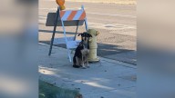California Dog Stays True To The Spot Where Her Family Abandoned Her For Days