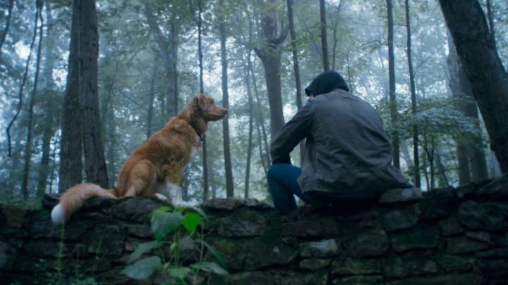 The New 'Good Boy' Trailer Puts the Dog in Dog Horror