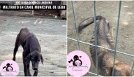 "Desnutridos y sin agua": videos denuncian maltrato animal dentro de canil municipal de Lebu