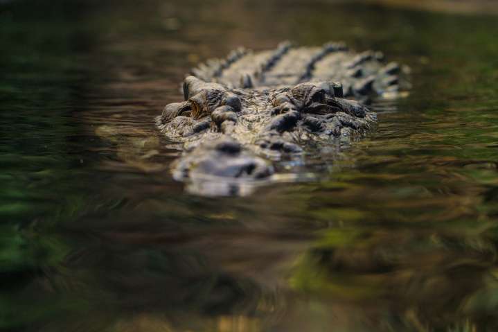 Escaped pet crocodile found walking along Pa. town streets