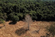 Un nuevo estudio logró identificar el origen de la sequía en la Amazonía
