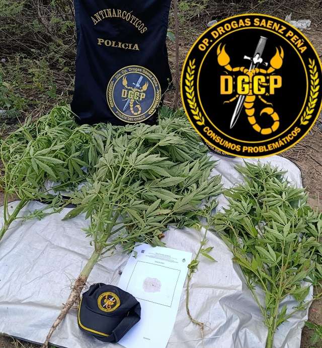 SAENZ PEÑA: Secuestraron Cuatro Plantas De Marihuana
