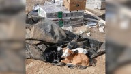 Missouri Passerby Notices A Trash Pile Moving And Uncovers A Heartbreaking Secret