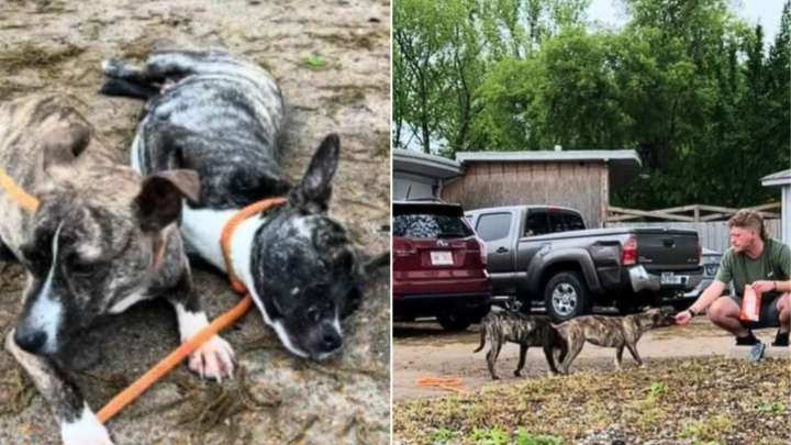 Arkansas Shelter Team Works To Earn The Trust Of Two Scared Little Puppies Abandoned In The Dark