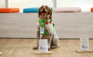 Conoce a Manchas, el primer perro buscafugas de agua del país; en cinco meses ha detectado unas 230 fugas