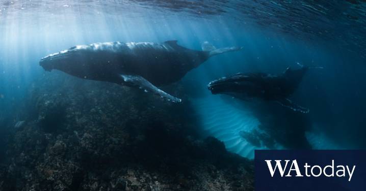 Exmouth Gulf marine park: WA government announces historic protections after coral bleaching