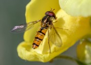 Biodiversidad: ¿quiénes son estos polinizadores desconocidos que desaparecen silenciosamente de las zonas urbanas?