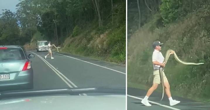 Brave motorist rescues python on Queensland road in Maleny
