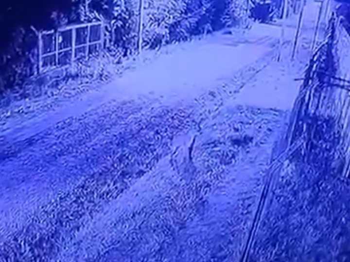 Alerta en Pilar por un puma que apareció en las inmediaciones de un barrio cerrado