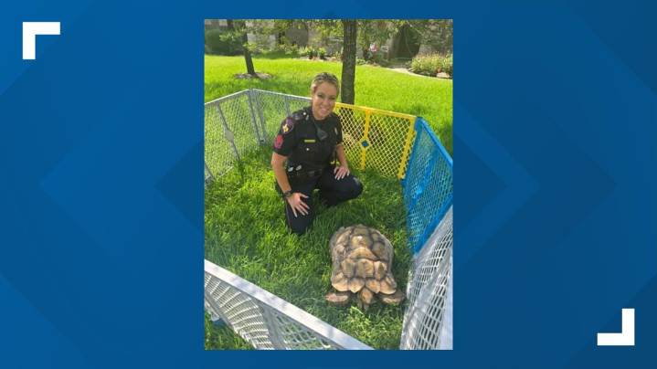 African spurred tortoise rescued by Harris County deputy near Gosling Road