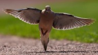 Dove hunting season in North Texas: Where hunting is allowed in Frisco