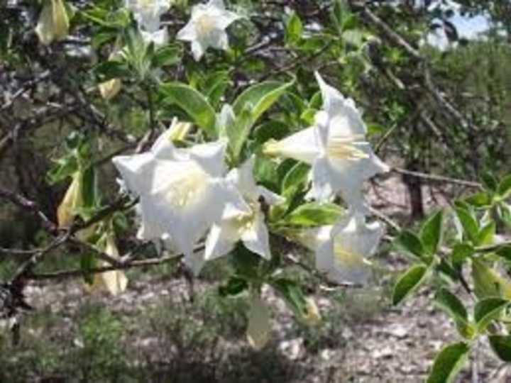 Cuáles son las propiedades curativas del copalquín