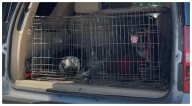 Dos perros ingresaron a una casa y atacaron a una bebé de once meses hasta matarla en Matamoros, Tamaulipas