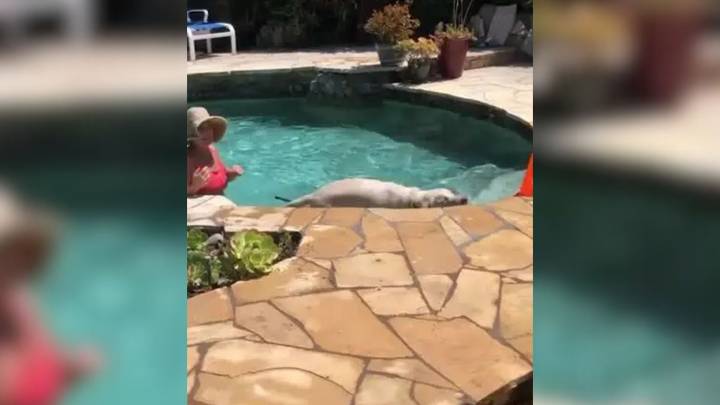 California Dog's 1,500-Day Shelter Wait Ends With A Heartbreaking Turn