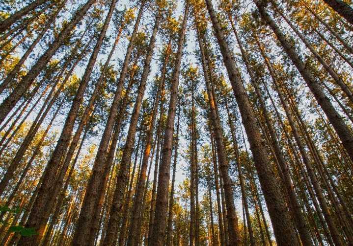 Stephanie Wein and Christopher Borgatti: Save our old growth forests