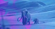 Dallas biotech firm works to revive extinct species