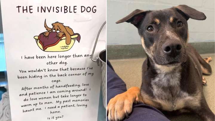 Florida Shelter Posts Heartbreaking "Invisible Dog" Sign For Overlooked Pup