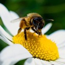 Estudio advierte que se necesita más hábitat natural para salvar a los polinizadores
