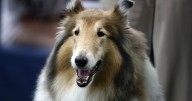 Texas A&M mourns Miss Reveille IX, beloved Rough Collie university mascot