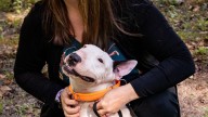Trooper's Law: New Florida law punishes animal neglect in disasters
