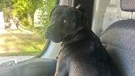 Oil truck driver saves dog in Rochester fire that destroyed home