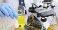 Crean el Registro Provincial de Cannabis Medicinal en Salta