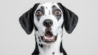 Confirmado por la Ley de Propiedad Horizontal: si tu perro molesta a tus vecinos prepárate para lo que pueda pasar