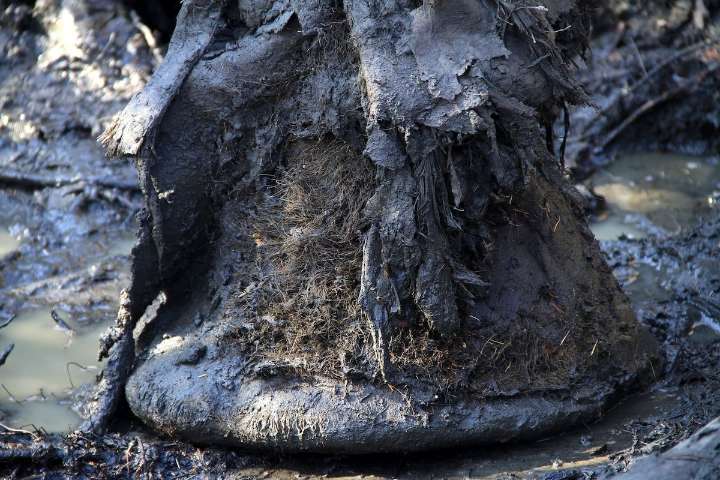 Rescatado ADN de bacterias que vivieron en un mamut hace más de un millón de años, el más antiguo conocido