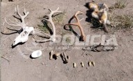 Secuestran más de 300 municiones, un arma de fuego y restos de animales protegidos
