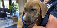Puppy dies after being thrown from moving car in Rockdale County