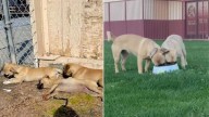 California Pug Puppies Shiver Through A Cold Night After Being Abandoned At A School