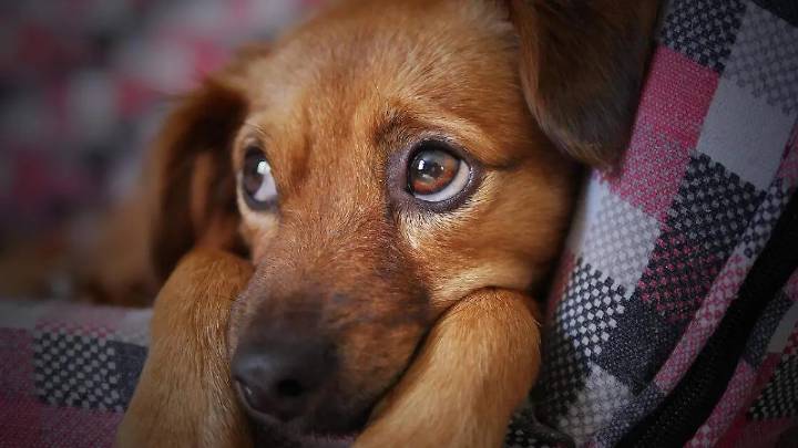 Riesgos de la pirotecnia en fiestas patrias: cómo afecta a tus mascotas y qué precauciones debes tomar