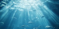 Cuáles son las claves de un histórico tratado internacional para la protección de la biodiversidad marina