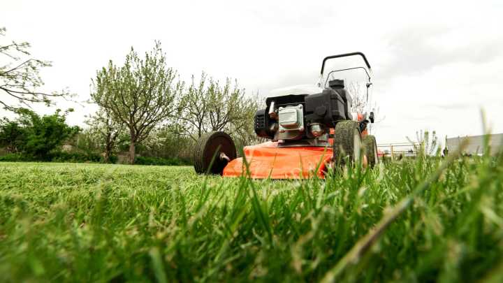 Give Your Lawn A Boost With A Kitchen Spice That Promotes Healthy Growth