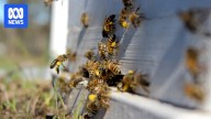 Victorian apiarists finding it harder to access public land 'vital' for bees