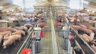 ¿Por qué China ha impuesto nuevos aranceles al porcino europeo?