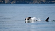 Another endangered orca in Washington state is seen carrying a dead calf
