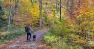 Scenic Fall Walks In Massachusetts That Welcome Dogs