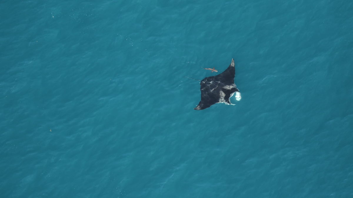 After viral manta ray capture, Florida wildlife agency says it will ‘revisit’ policies