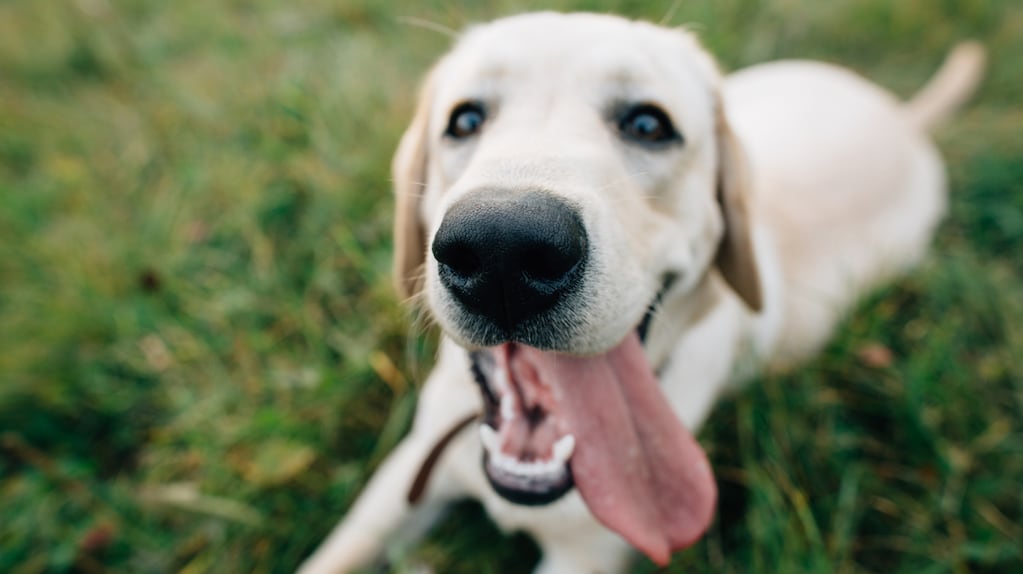 Qué significa que tu perro te lama los pies, según expertos en comportamiento canino