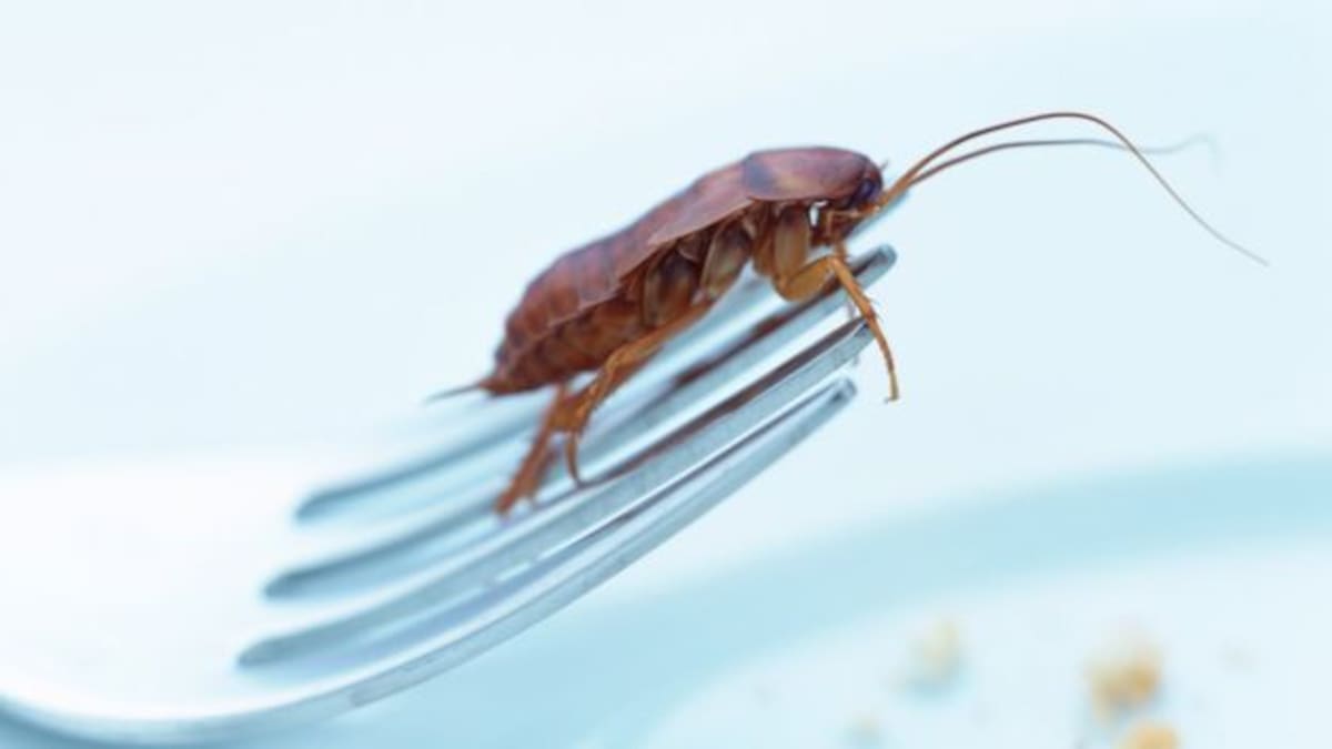 ¿Qué significa encontrar cucarachas en casa?