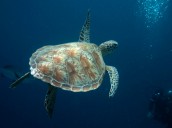 Nations ratify world's first treaty to protect marine biodiversity in international waters