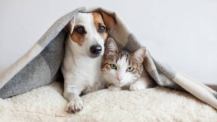 Clifton Park strengthens animal control authority