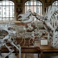 Gold worth 600,000 euros stolen in Paris museum heist