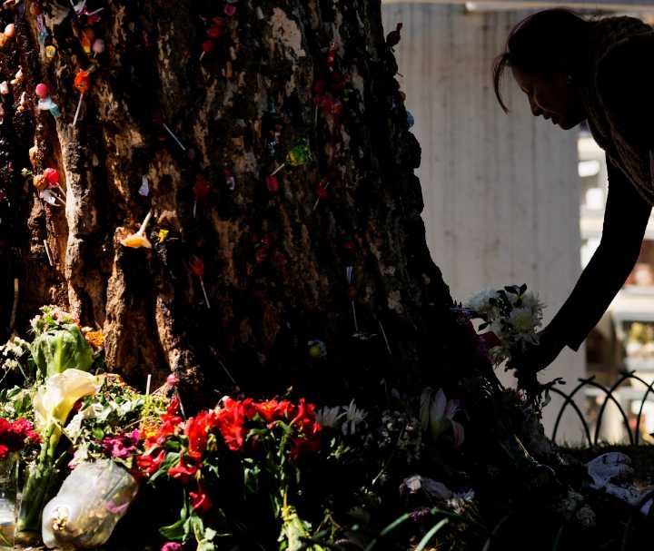 Son creyentes del árbol