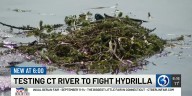 Army Corp of Engineers do “practice run” for Hydrilla treatment in Portland