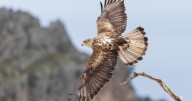 El poder de una foto: Testigos de un mundo natural en riesgo