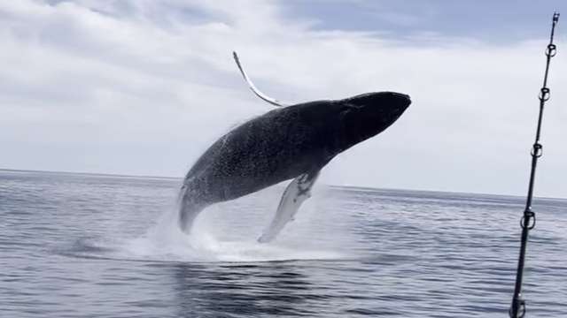 News 9 Exclusive: Two whales spotted breaching the water right next to a boat off the coast of NH